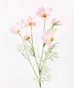 COSMOS SPRAY LIGHT PINK COSMOS SPRAY LIGHT PINK