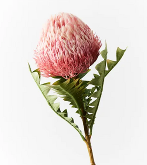 BANKSIA ACORN PINK BANKSIA ACORN PINK