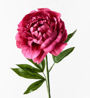 PEONY FUSCHIA PEONY FUSCHIA