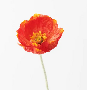 ICELAND POPPY BURNT ORANGE ICELAND POPPY BURNT ORANGE