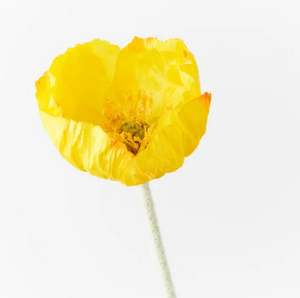 ICELAND POPPY YELLOW ICELAND POPPY YELLOW