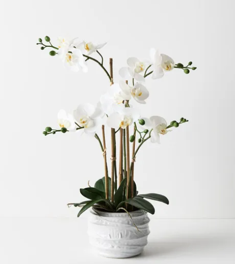 ORCHID IN POT