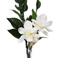 SUMMER MAGNOLIA